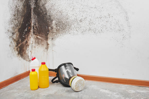 Best Attic Mold Removal  in West Hill, OH