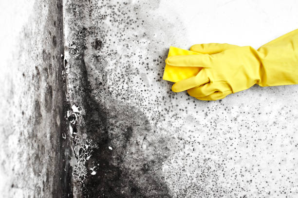 Best Best Mold Removal Companies  in West Hill, OH