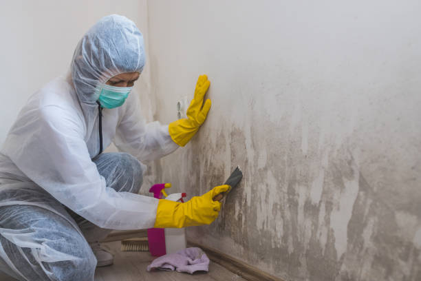 Best Mold Cleaning Services  in West Hill, OH