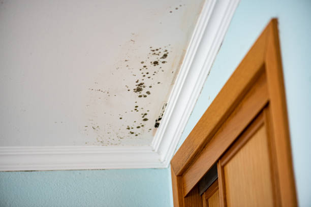 Trusted West Hill, OH Mold Removal Experts
