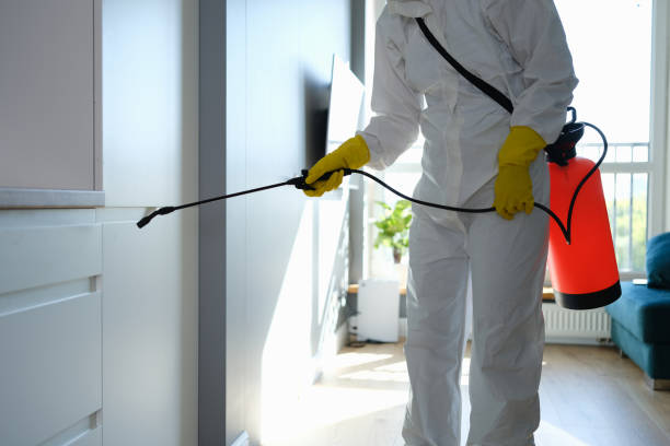 Best Black Mold Removal  in West Hill, OH