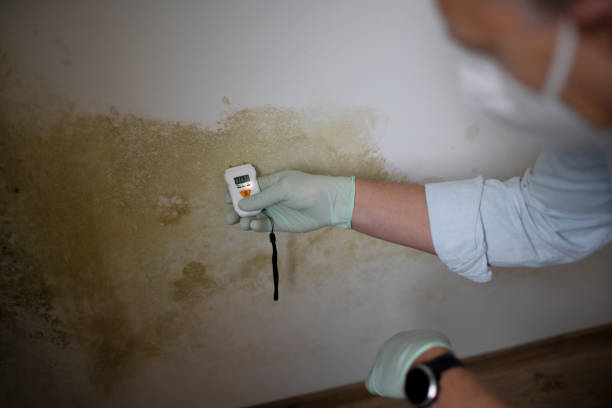 Mold Removal Process in West Hill, OH