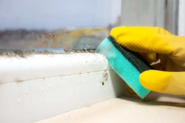 Best Home Mold Removal  in West Hill, OH