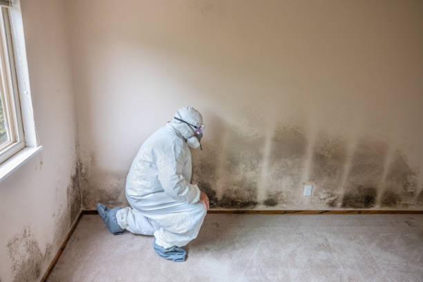 Best Crawl Space Mold Removal  in West Hill, OH