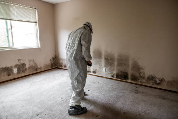 Best Professional Mold Removal  in West Hill, OH