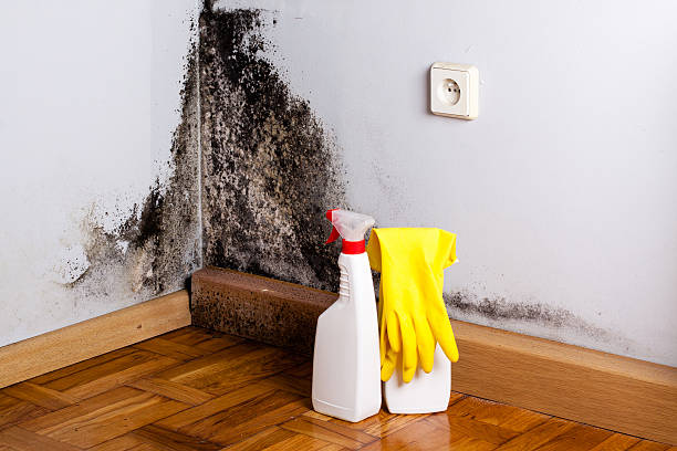 Best Local Mold Removal Service  in West Hill, OH