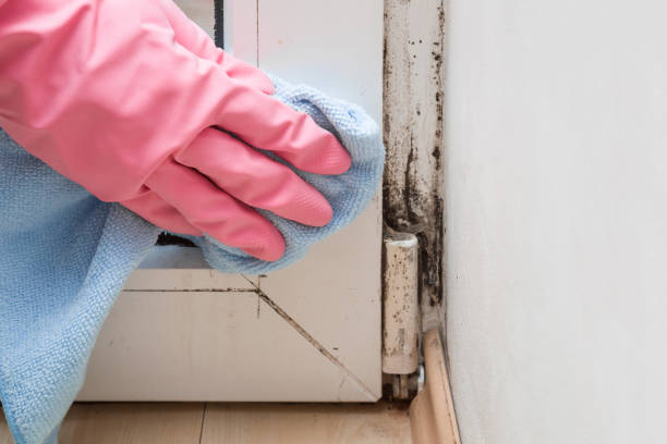 Best Mold Damage Repair  in West Hill, OH