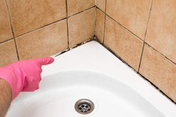 Best Mold Cleaning Services  in West Hill, OH